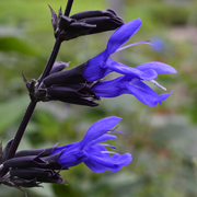 Salvia Black & Blue